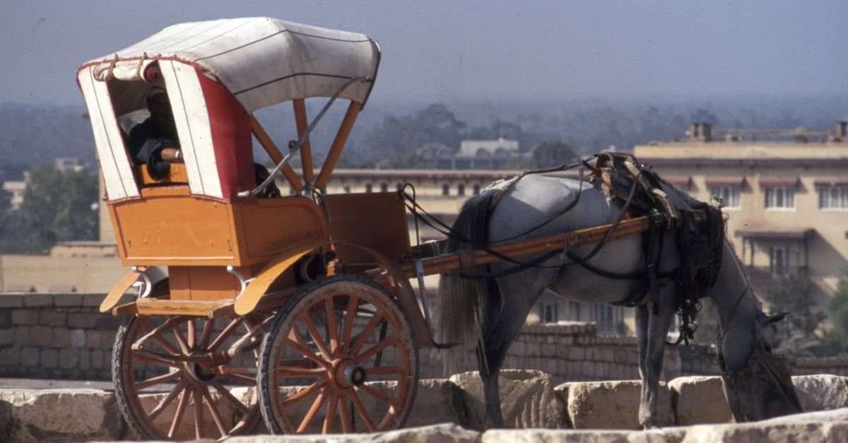 Luxor City Tour by Horse Carriage – photo 6